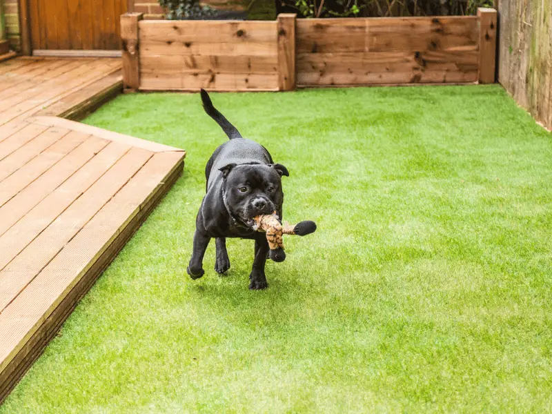 Artificial Grass in Your Pet-Friendly Space